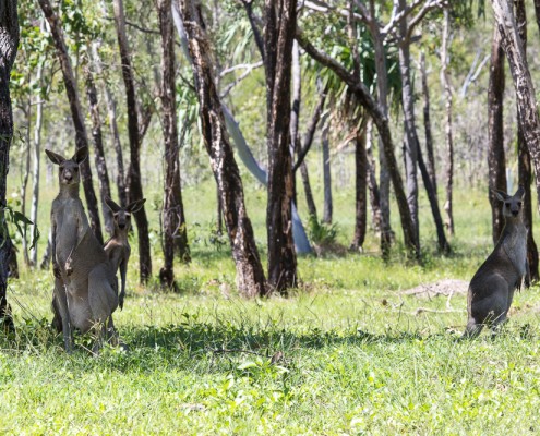 Whitsundays_kangaroos Kangaroos near Hideaway Bay, Whitsundays, Australia