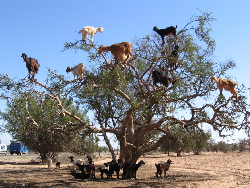 goats in tree