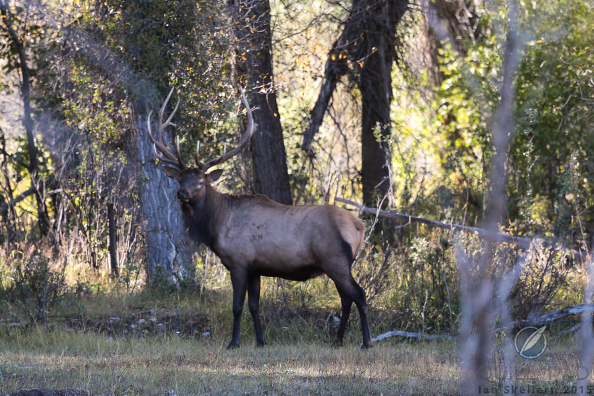 A stag elk posing for the camera just outside Jackson Hole, Wyoming
