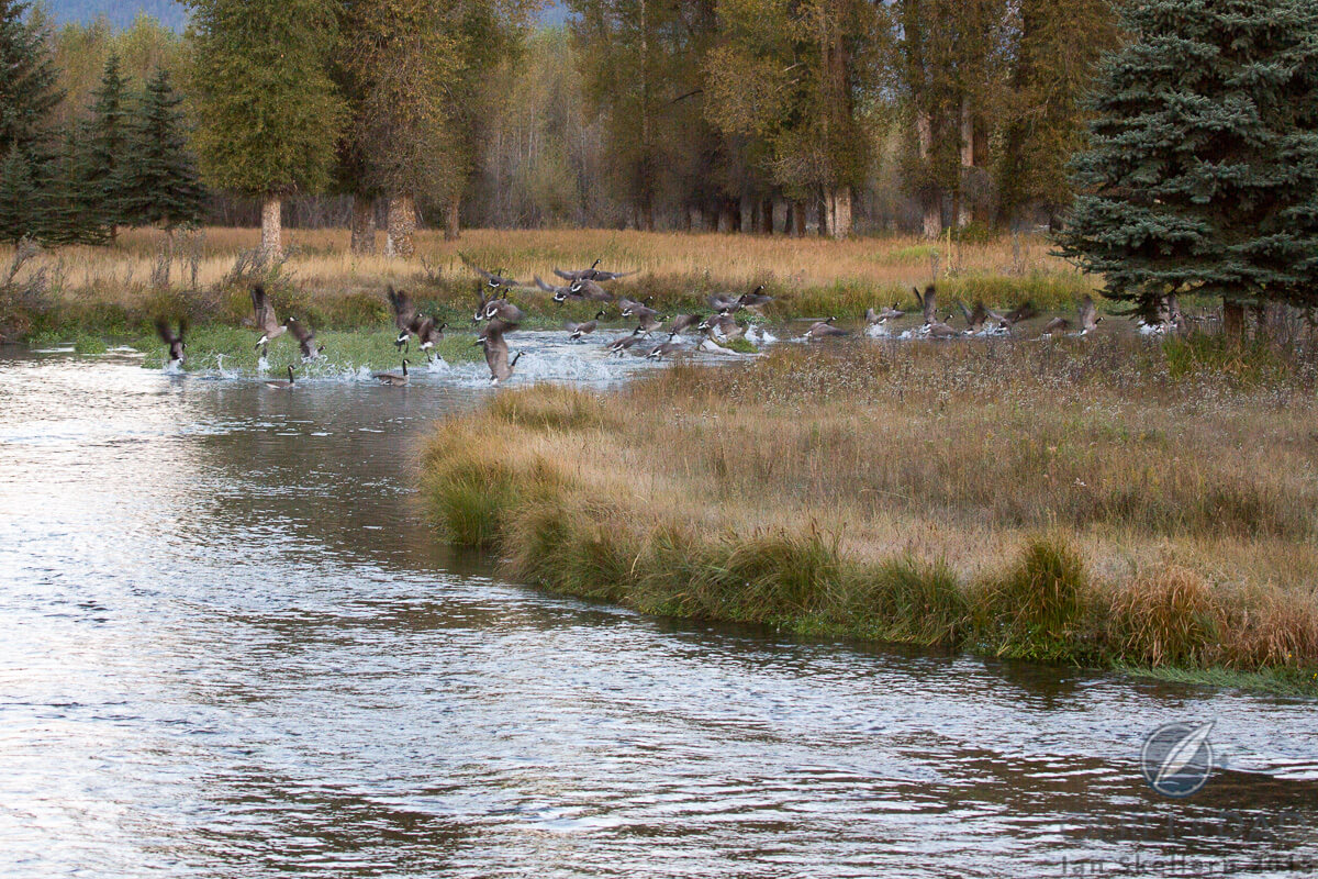 Geese deciding they have had enough of breakfast near Jackson Hole, Wyoming