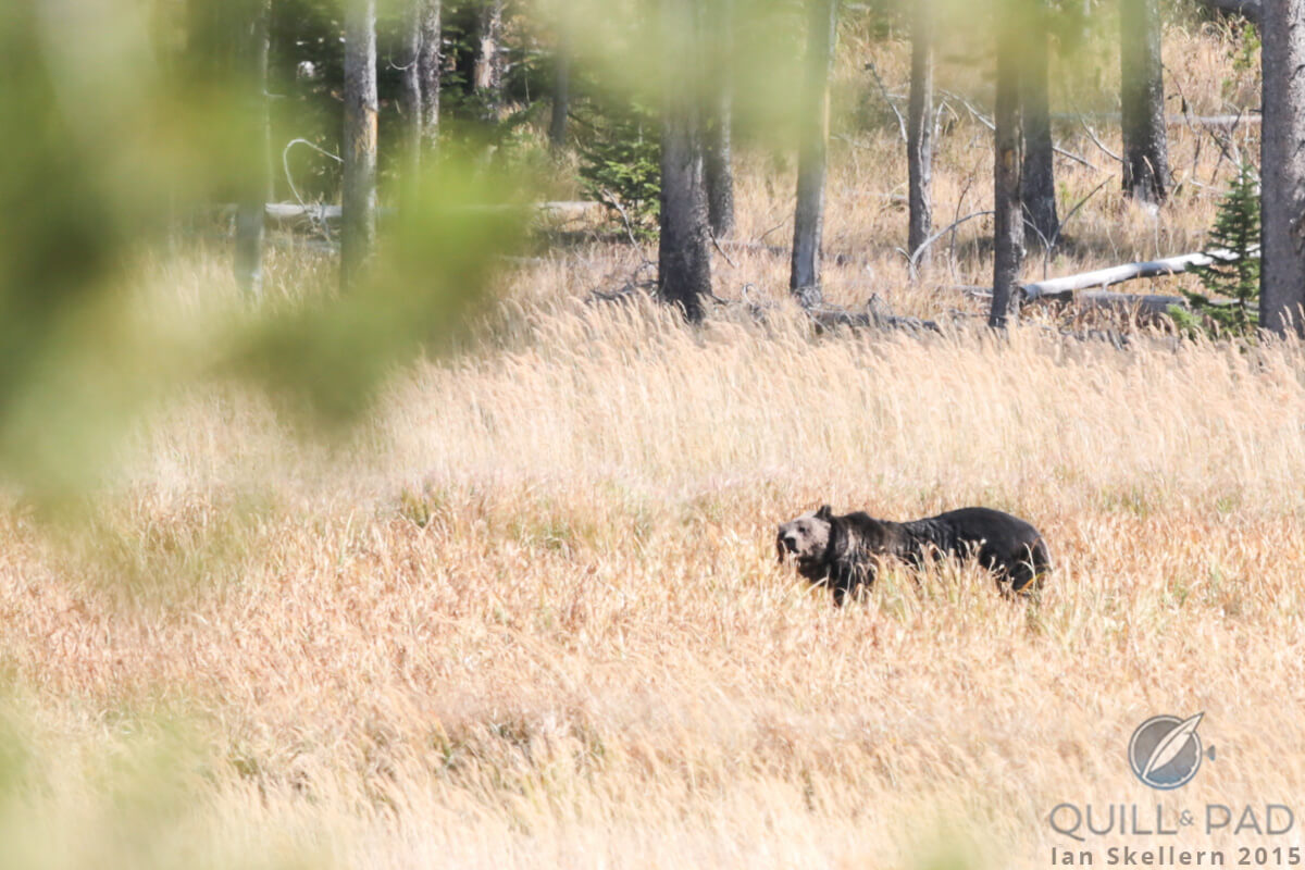 Grizzly bear in Yellowstone National Park