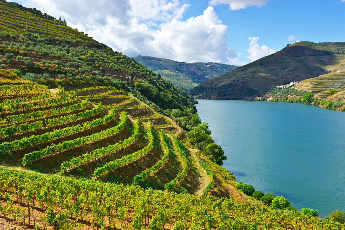 Vineyards for Port wine growing in the Alto Douro